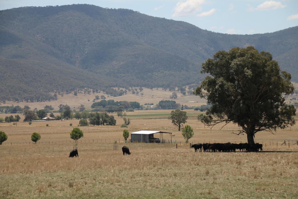 Mountain View Motel Corryong Exteriér fotografie